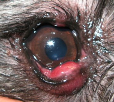 Close up of the right eye. 